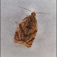 photograph Summer Fruit Tortrix Moth