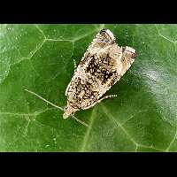 picture of Dark Strawberry Tortrix