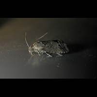 picture of Acorn Moth