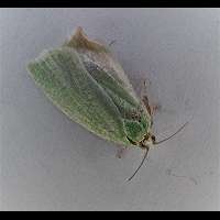 picture Green Oak Tortrix