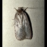 Photograph of the Agonopterix propinquella