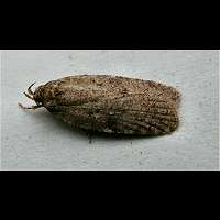 Photograph of the Agonopterix propinquella