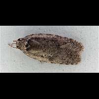 picture Agonopteryx propinquella