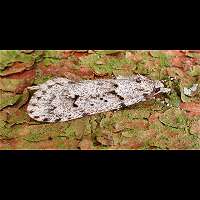 Photograph of a Micro Moth