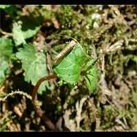 picture Nematopogon swammerdamella