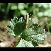 Photograph Nematopogon swammerdamella