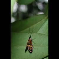 foto Nemophora degeerella