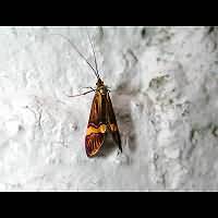 foto Nemophora degeerella