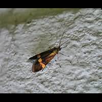 picture Nemophora degeerella