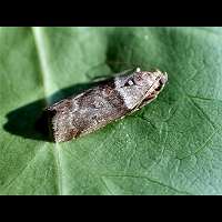 picture Acrobasis consociella