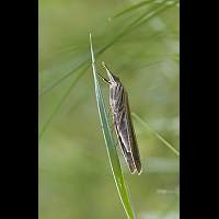 foto Agriphila tristella