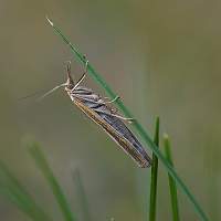 foto Agriphila tristella