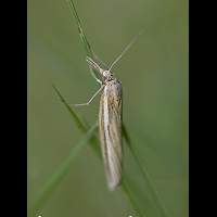 foto Agriphila tristella