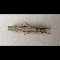 picture Agriphila tristella