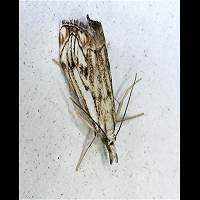 foto Catoptria falsella