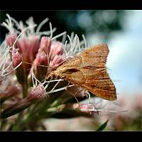 foto Endotricha flammealis