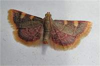 foto Hypsopygia costalis