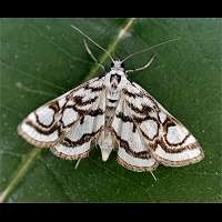 foto Nymphula stagnata