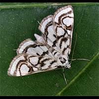foto Nymphula stagnata