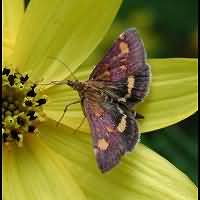 foto Pyrausta aurata