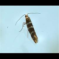 foto Argyresthia trifasciata