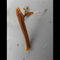 Photograph of Caloptilia betulicola