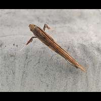 picture Caloptilia stigmatella