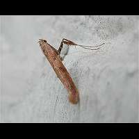 Photograph of Caloptilia stigmatella