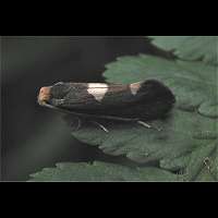 Photograph Incurvaria masculella