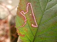 picture Stigmella aurella