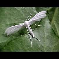 photograph of Pterophorus pentadactyla