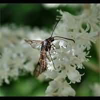 picture Synanthedon tipuliformis