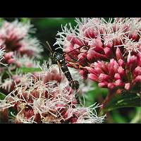 picture Currant Clearwing