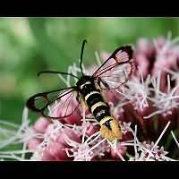 foto Synanthedon vespiformis fem.