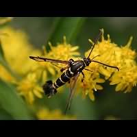 foto Synanthedon vespiformis masc.