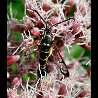 foto Synanthedon vespiformis