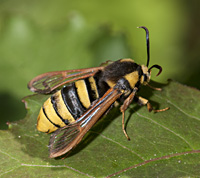 photograph of sesia apiformis