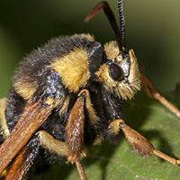 foto van Hoornaarvlinder, Sesia apiformis