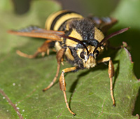 picture of Hornet Moth, Sesia apiformis