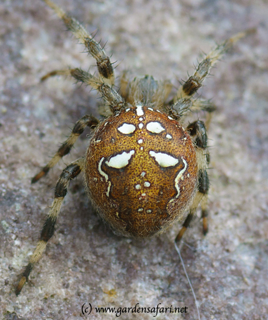 photograph of Araneus quadratus