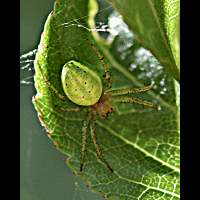 Araniella cucurbitina