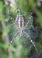 foto van de wespenspin of de tijgerspin , Argiope bruennichi