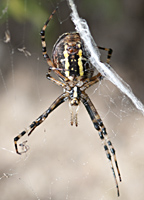 foto van de wespenspin of de tijgerspin , Argiope bruennichi