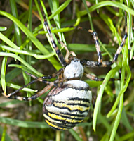 foto van de wespenspin of de tijgerspin , Argiope bruennichi