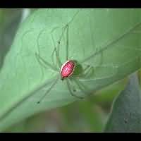 Candy-stripe Spider