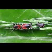 Photograph of a tick in the garden