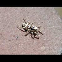 Photograph Zebra Spider