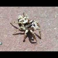 Photograph Zebra Spider