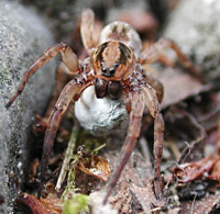 foto van de nachtwolfspin, Wolfspin / Trochosa ruricola of Trochosa terricola