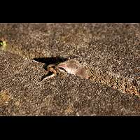 Foto van Crocidura russula